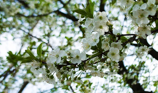 O ramo de primavera está em uma árvore — Fotografia de Stock