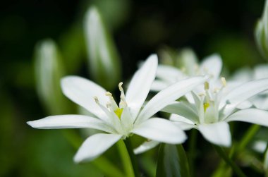 Ornitohalum küçük beyaz bahar çiçek