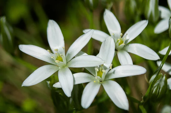 Ornitohalum mały biały jary kwiat — Zdjęcie stockowe