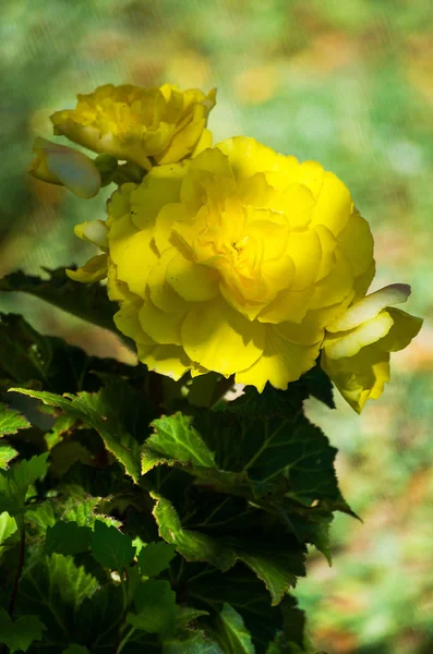 Wonderful blooming begonia — Stock Photo, Image