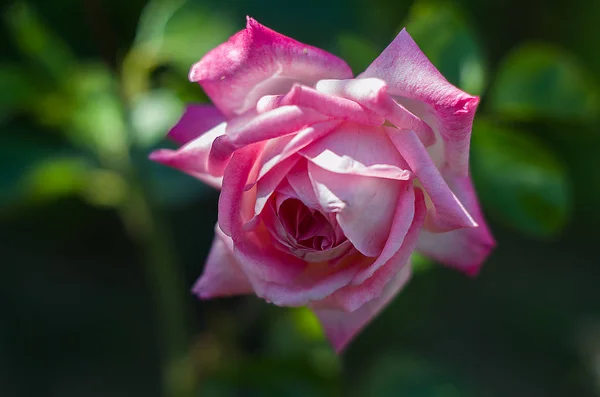 Růžové růže jsou — Stock fotografie