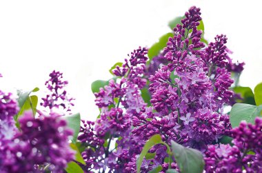 Bahar kokulu leylak çiçekler açar