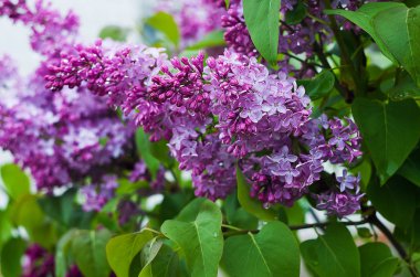 Bahar kokulu leylak çiçekler açar