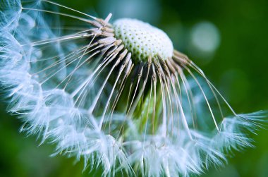 Nazik karahindiba kabartmak makro