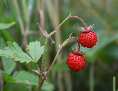 Haziran ayında kırmızı çilek