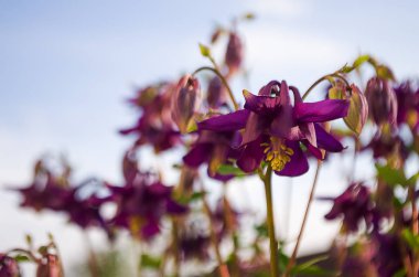 Aquilegia çiçek elf