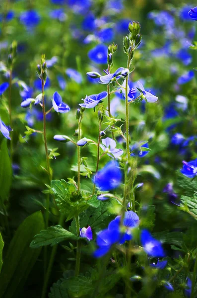 Gyönyörű wildflowers a szabadban — Stock Fotó