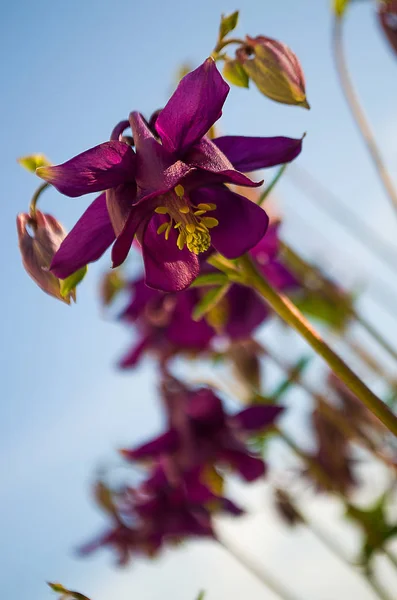 Aquilegia virág elf — Stock Fotó