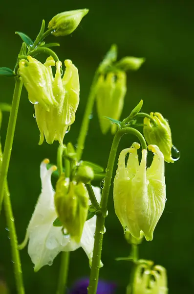 Aquilegia virág elf — Stock Fotó