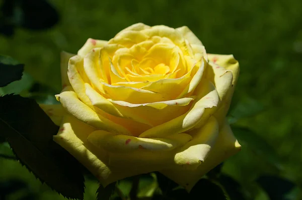 Bright yellow roses — Stock Photo, Image