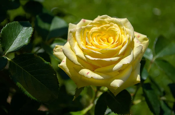 Bright yellow roses — Stock Photo, Image