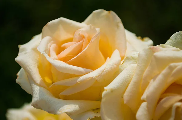 White, cream roses bloom — Stock Photo, Image