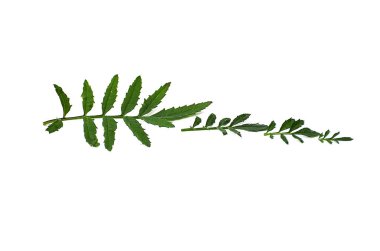 Arka plan yeşil yaprakları