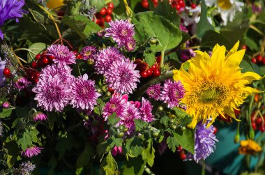 Sonbahar Kasımpatı çiçekleri