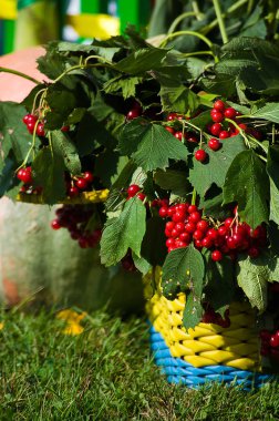 Kırmızı viburnum demet açık havada 