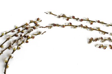 Beyaz bir arka plan bahar söğüt dalına