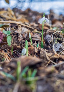 Erken ilkbaharda büyüyen küçük beyaz kardelen 