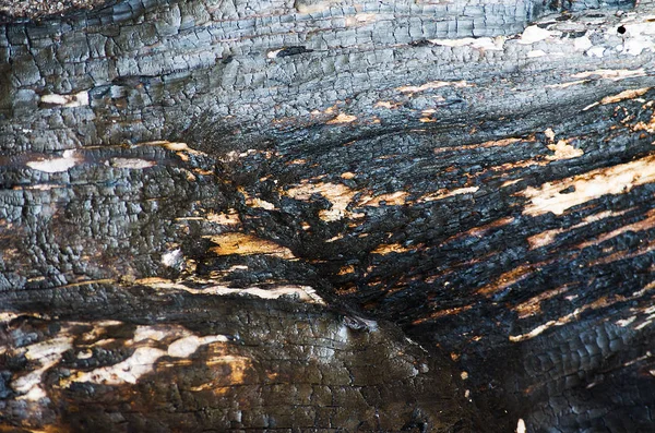 背景の木の樹皮 — ストック写真