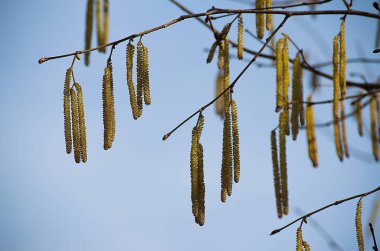 Bahar dalı ile bahar aylarında başlayan küpe