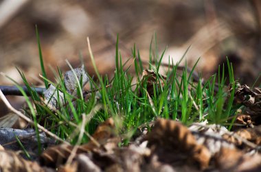 Yeşil Çimen Alanı