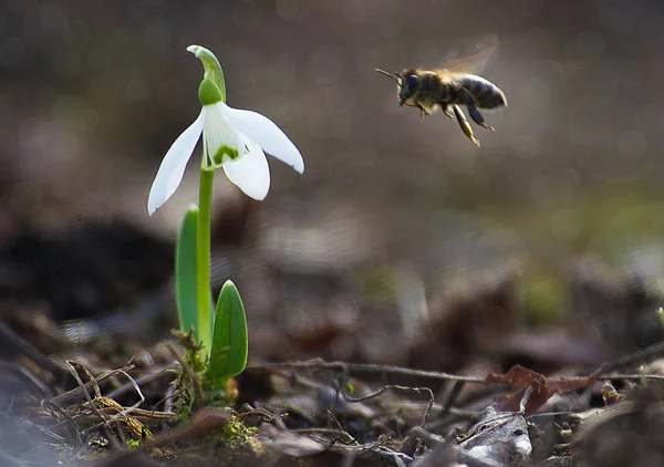 Το μικρό λευκό snowdrops καλλιέργεια νωρίς την άνοιξη — Φωτογραφία Αρχείου