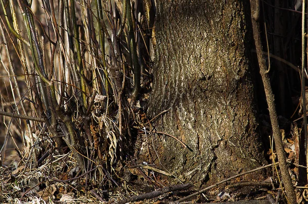 Casca de árvore de fundo — Fotografia de Stock