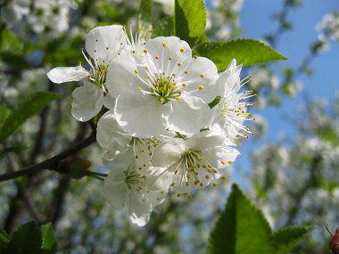 Bahar Dalı üzerinde bir ağaçtır
