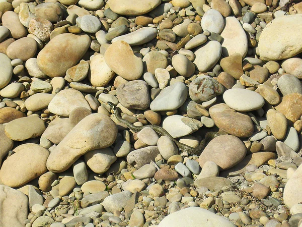Little green lizard crawling on rocks and basking — Stock Photo, Image
