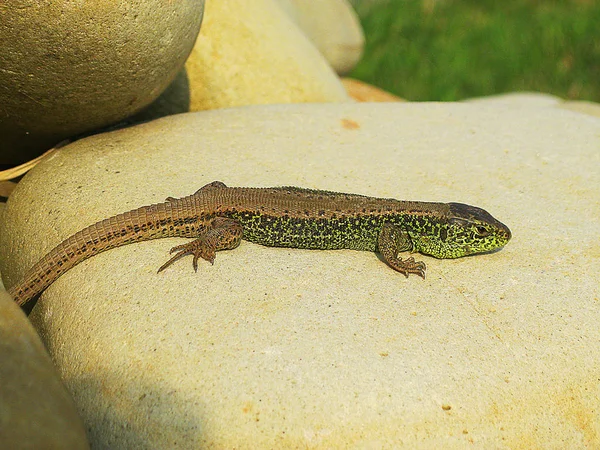 Kleine grüne Eidechse kriecht auf Felsen und sonnt sich — Stockfoto