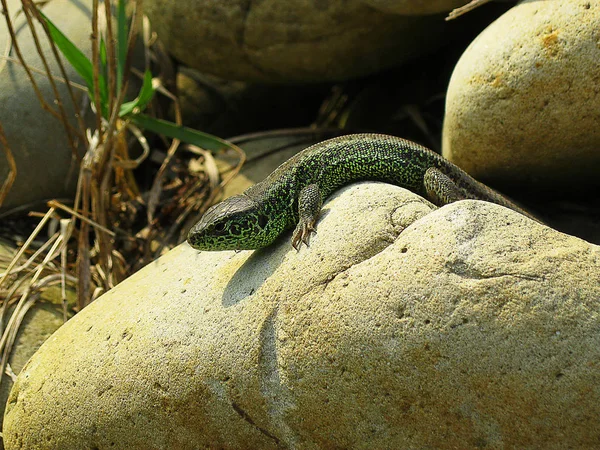 Little green lizard crawling on rocks and basking — Stock Photo, Image