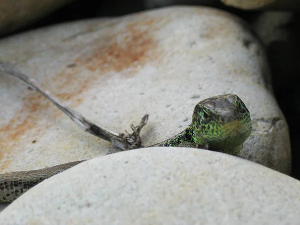 Kleine grüne Eidechse kriecht auf Felsen und sonnt sich in der Sonne — Stockfoto