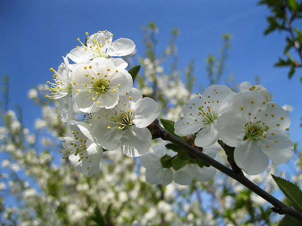 Il ramo di primavera è su un albero — Foto Stock