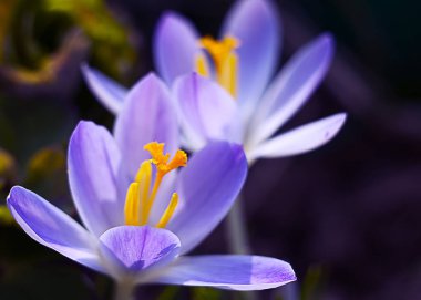 Çiğdemler yavaşça çiçek açan küçük bahar çiçekleri 