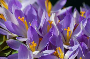 Çiğdemler yavaşça çiçek açan küçük bahar çiçekleri 