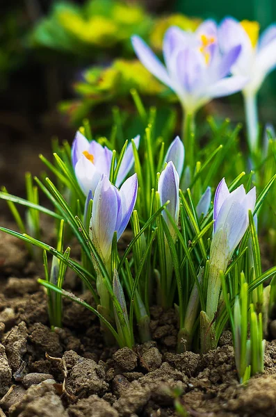 Small spring flowers blooming crocuses gently — Stock Photo, Image