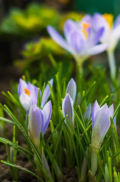 Small spring flowers blooming crocuses gently — Stock Photo, Image