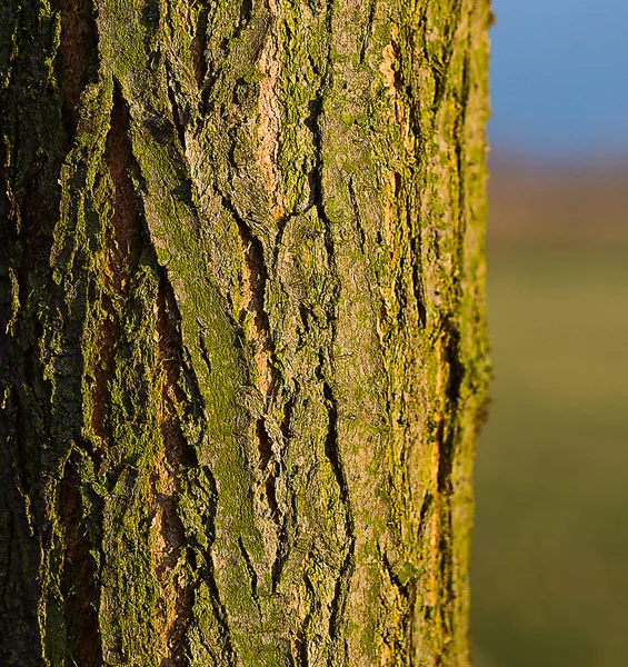 Contexto da madeira truncada e casca de árvore — Fotografia de Stock