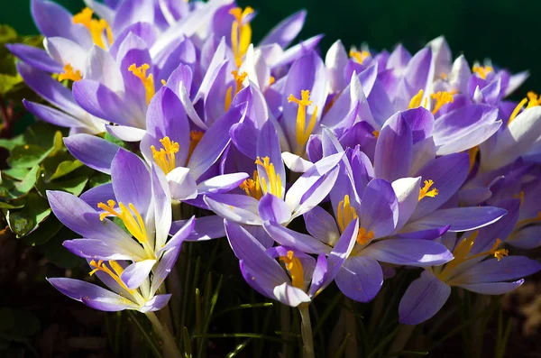 Pequeñas flores de primavera que florecen azafrán suavemente —  Fotos de Stock