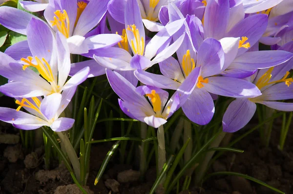 Small spring flowers blooming crocuses gently — Stock Photo, Image