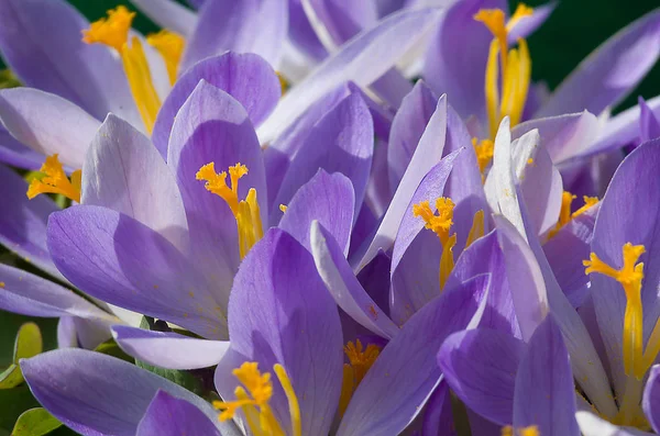 Kis tavaszi virágok virágzó krókuszok óvatosan — Stock Fotó