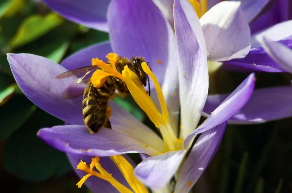 Een klein wesp op een bloem — Stockfoto