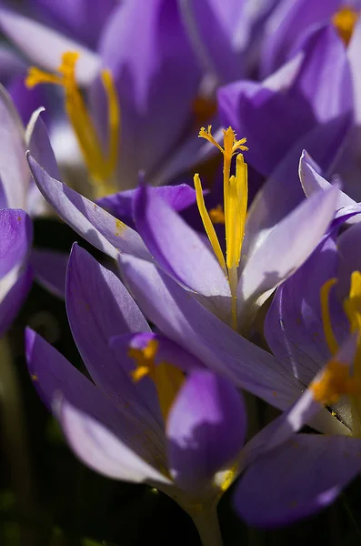 Pequeñas flores de primavera que florecen azafrán suavemente —  Fotos de Stock