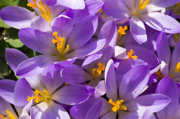 Kis tavaszi virágok virágzó krókuszok óvatosan — Stock Fotó