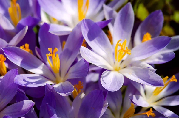 Foto cerrar pequeñas flores de primavera azafrán —  Fotos de Stock