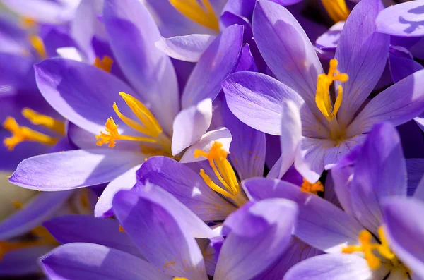 Photo close small spring flowers crocuses — Stock Photo, Image