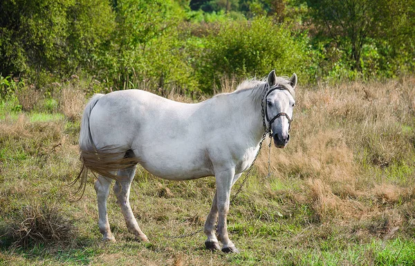 Een jong paard buiten grazen op het veld — Stockfoto