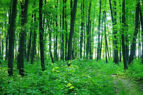 Smala gröna träd i skogen — Stockfoto
