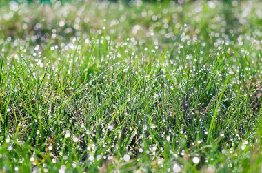 Küçük sabahları taze yeşil çimenlerin üzerinde çiy damlaları