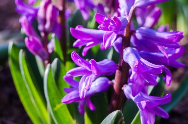 Güzel bahar çiçekleri hoş kokulu sümbül var 