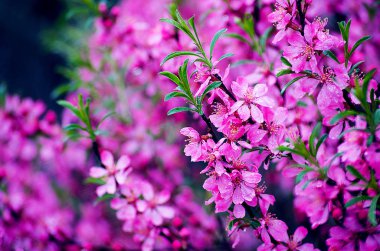 Güzel pembe çiçekler bahar çiçekleri 
